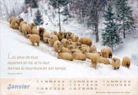Calendrier Le Bon Berger - cartes postales