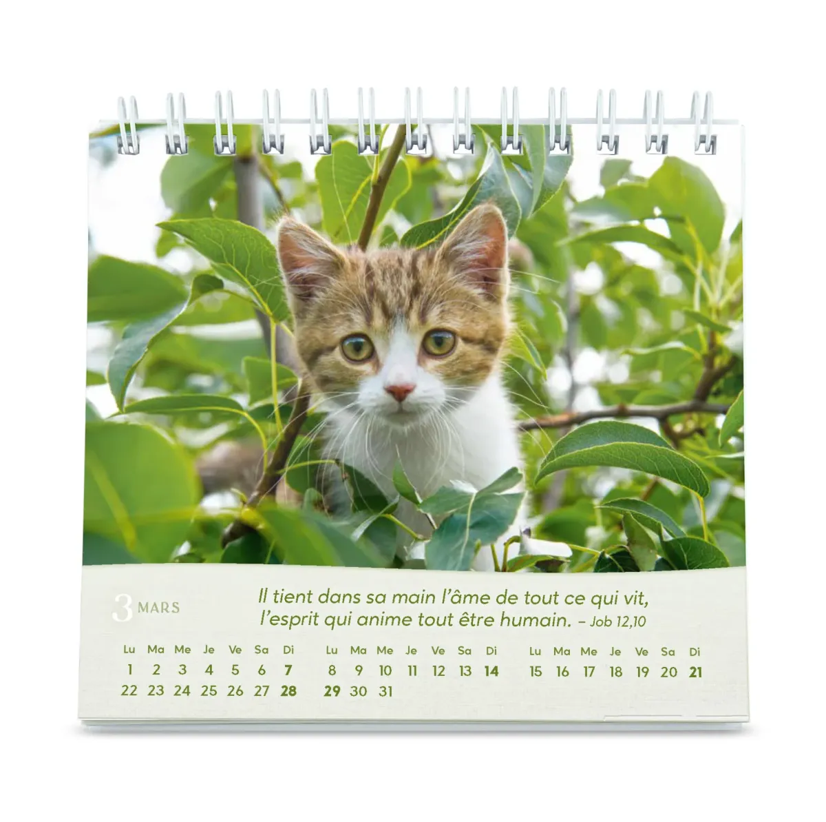 Calendrier Nos amis les chats - petit format