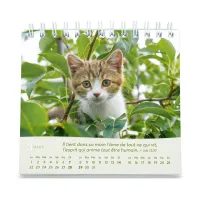 Calendrier Nos amis les chats - petit format