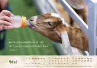Calendrier Le Bon Berger - cartes postales
